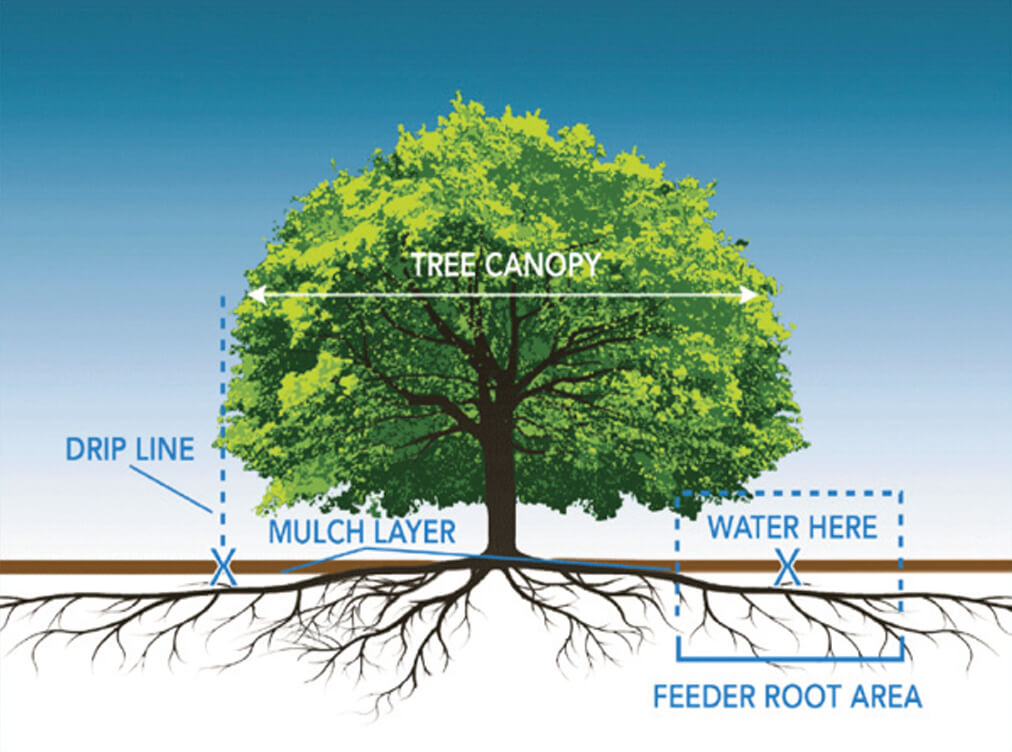 Tree Diagram - Drip line, tree canopy, mulch layer, water here and feeder root area
